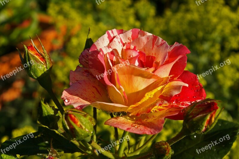 Painter Rose Bicolor Rose Blossom Bloom Yellow Red