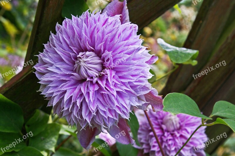 Clematis Bloom Flower Pink Ornamental Plant