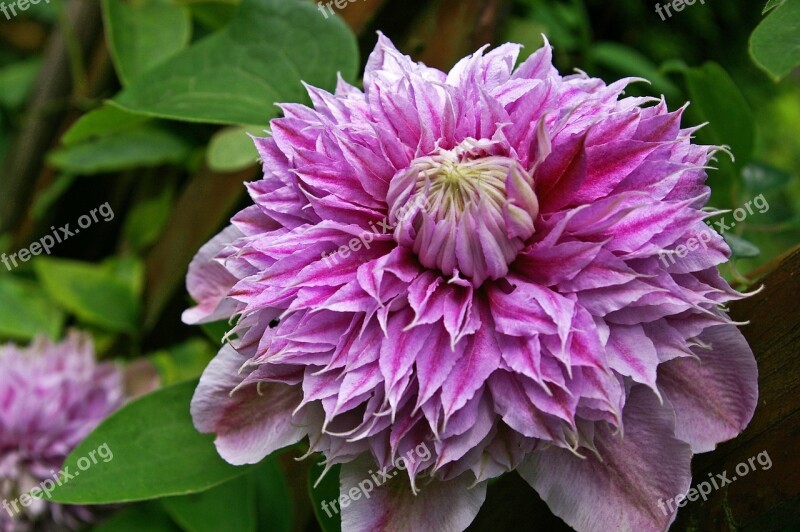 Clematis Bloom Flower Pink Ornamental Plant