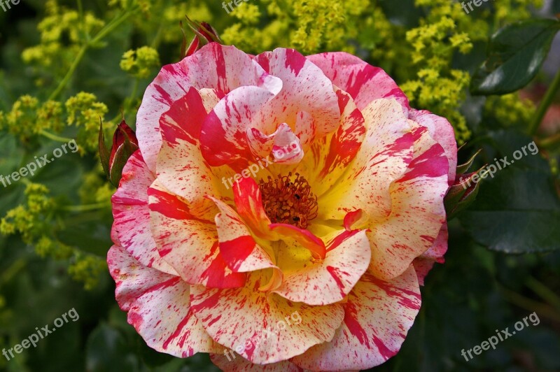 Painter Rose Bicolor Rose Blossom Bloom Yellow Red