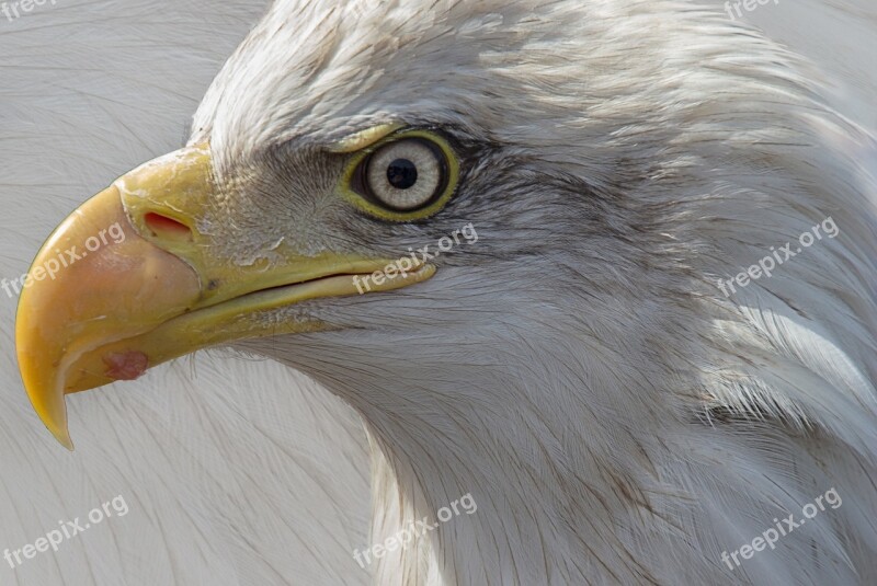 Eagle Portrait Bird Of Prey Free Photos