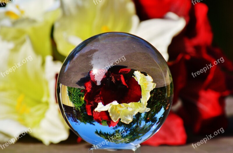 Glass Ball Ball Mirroring Flowers Plant