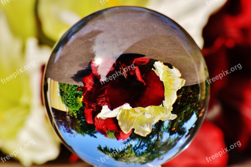 Glass Ball Ball Mirroring Flowers Plant