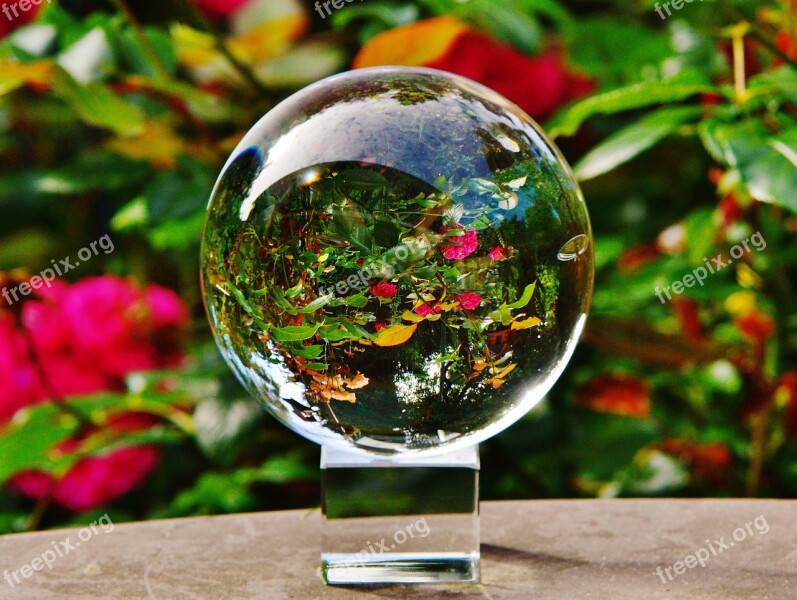 Glass Ball Ball Mirroring Flowers Plant