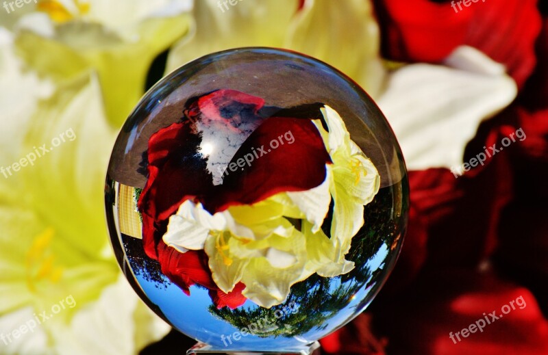 Glass Ball Ball Mirroring Flowers Plant