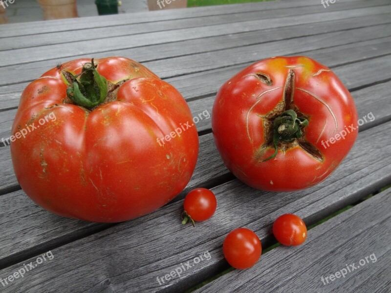 Tomatoes Tomato Vegetables Seasonal Food