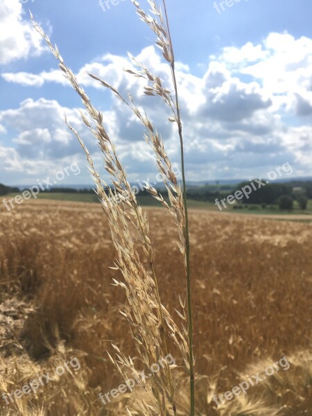 Cereals Sky Field Grain Wheat