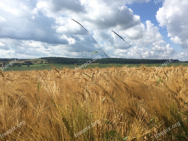 Cereals Sky Field Grain Wheat