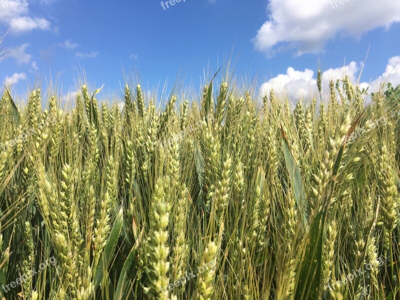 Cornfield Field Fields Agriculture Nature