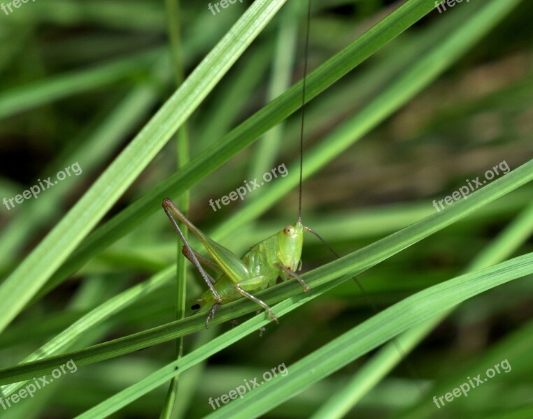 Grasshopper Katydid Meadow Katydid Nymph Nymph Camouflage