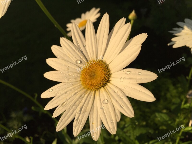 Flower Daisies Nature Free Photos