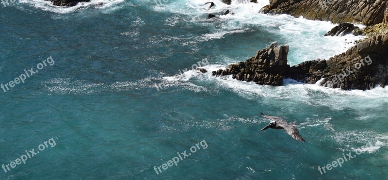 Bird Cliffs Flying Pacific Ocean