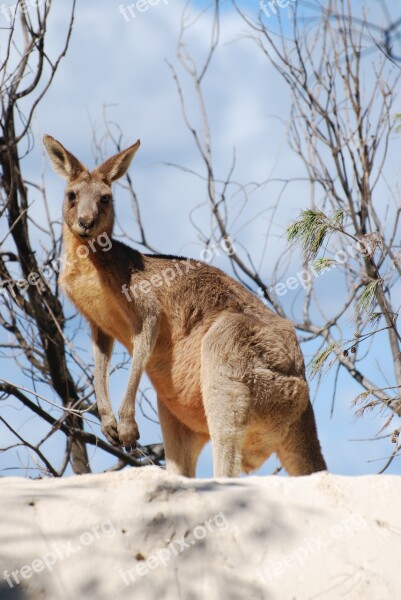 Kangaroo Animal Australia Free Photos