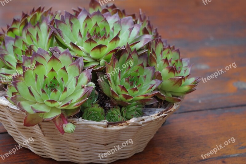 Cacti Nature Vase Dining Table Macro