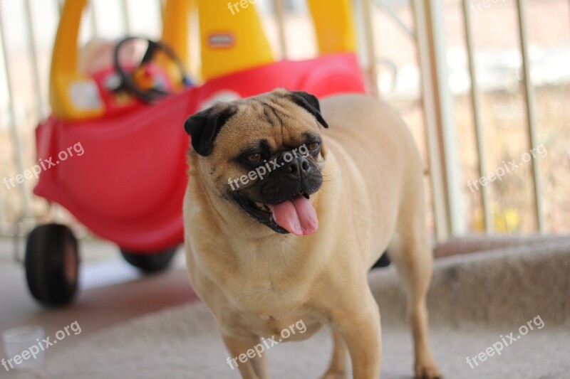 Pug Dog Animal Pet Funny