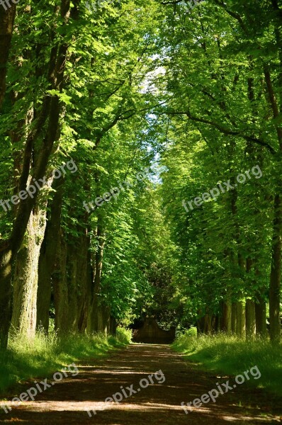 Away Avenue Trees Tree Lined Avenue Park