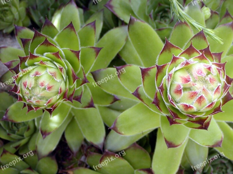 Garden Flower Thorn Green Cactus