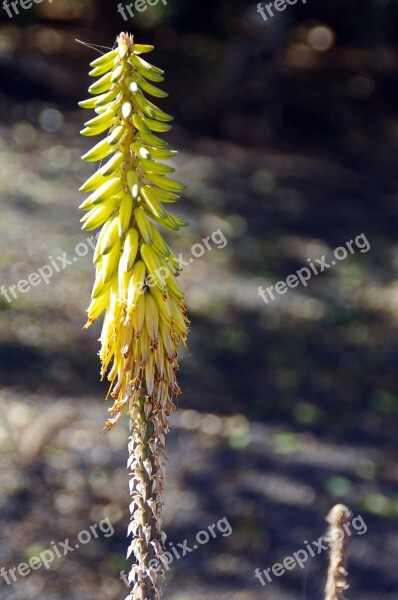 Lanzarote Aloe Aloe Vera Flower Scape