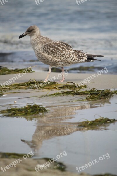 Bird Wild Birds Nature Free Photos