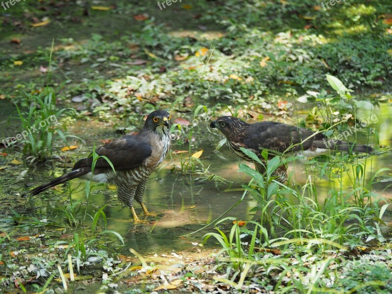 Crested Goshawk Daan Park Taipei Father And Son Free Photos