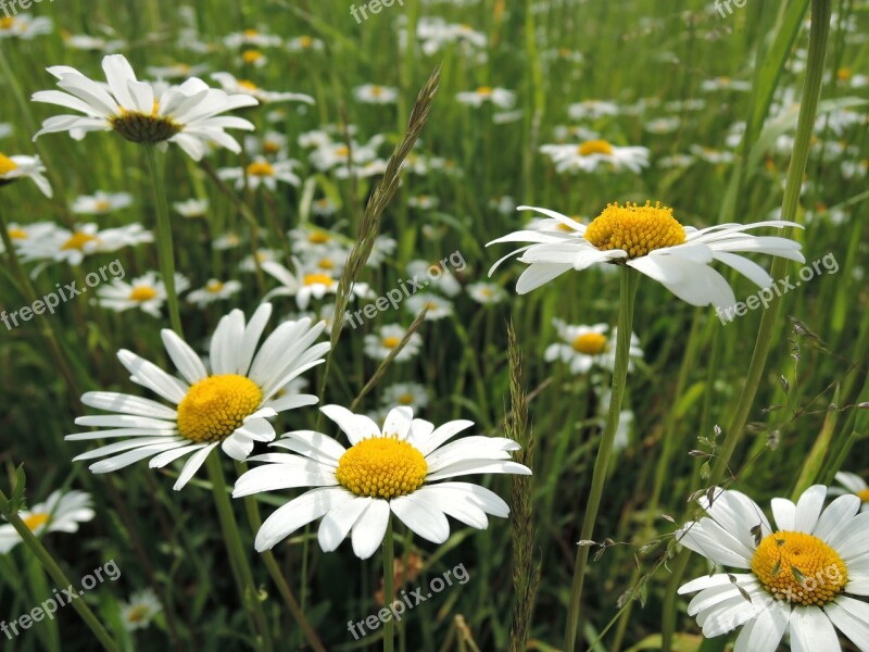 Meadow Flowers Meadow Flowers Flower Daisy