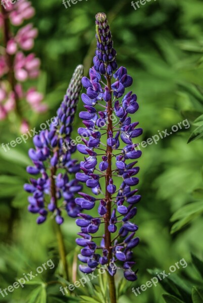 Lupine Flower Summer Nature Purple