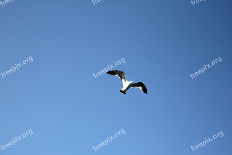 Seagull Bird In Flight Flight Flying