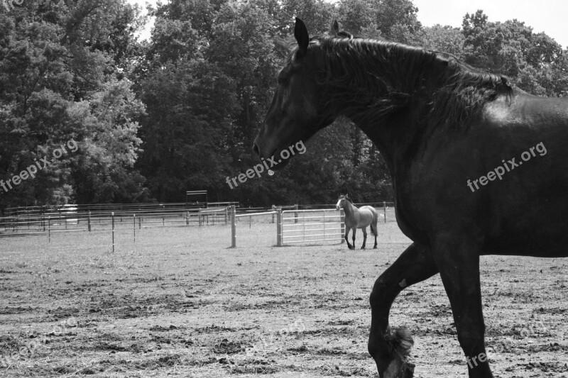 Horse Trot Nature Farm Stallion