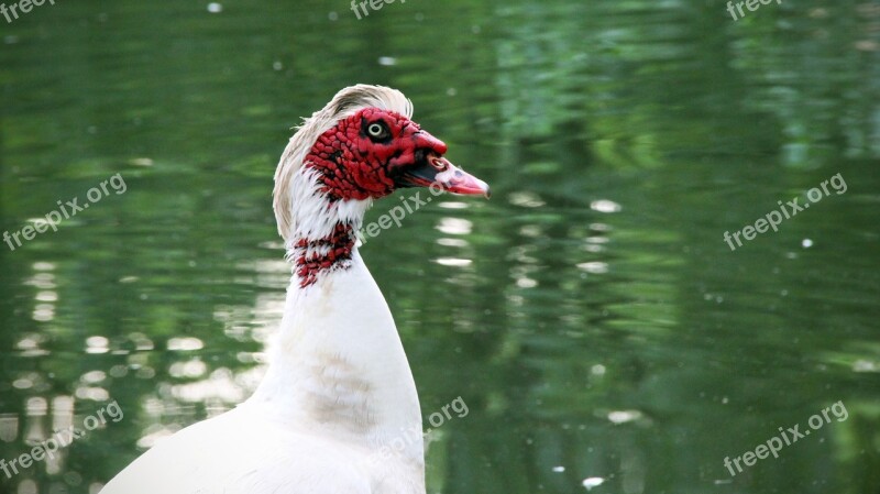 Muscovy Ducks Duck Bird Pond Fauna