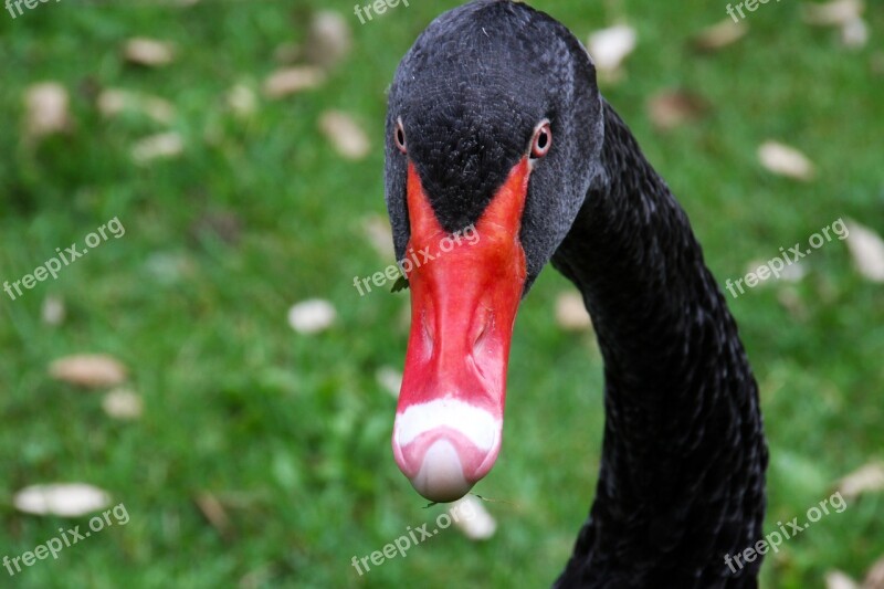 Black Swan Volatile Red Beak Bird Pond