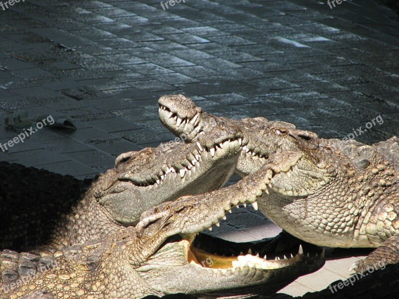 Animal Nature Crocodile Teeth Predator