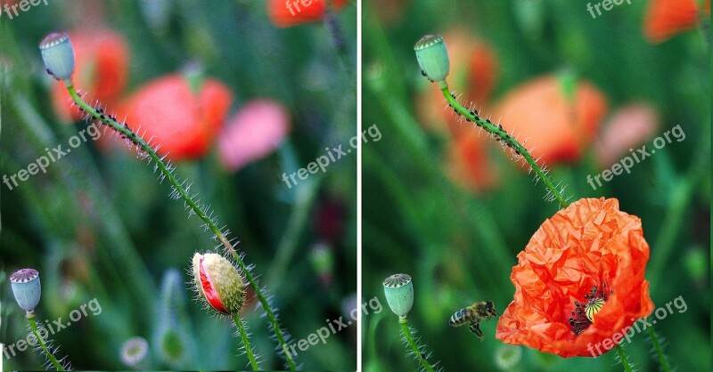 Poppy Developing Development Bud Flower