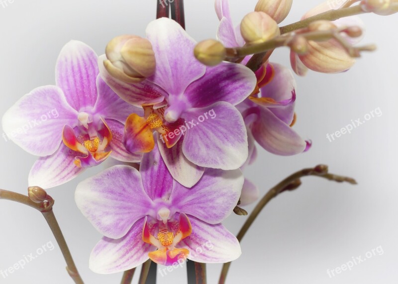 Phalaenopsis Purple Orchid Farbenpracht Bloom