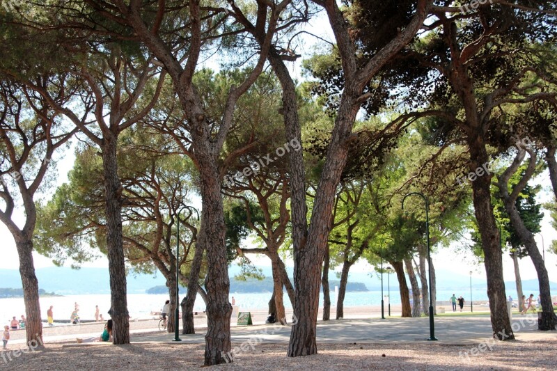 Forest Sea Water Beach Trees