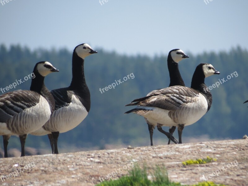 Barnacle Goose Rock Four Bird Black