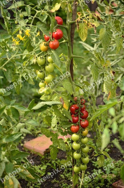 Summer Dacha Elitexpo Plant Vegetable Garden