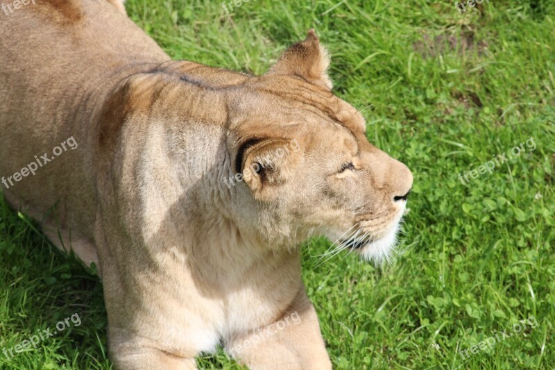 Lioness Zoo Predator Big Cat Lion