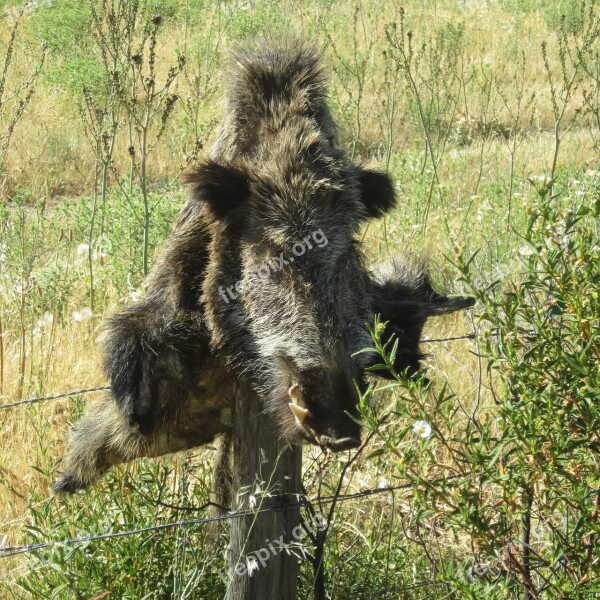 Wild Boar Hunting Corsican Animal Killed Prey