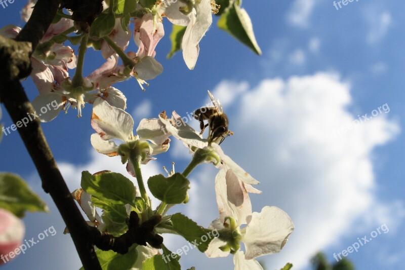 Sky Bee Honey Flower Nature