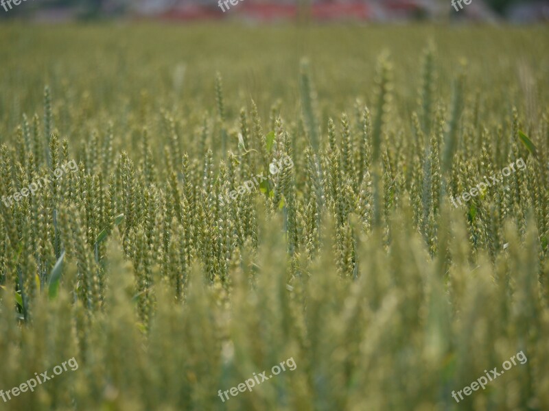 Wheat Field Cereals Far Nutrition Field