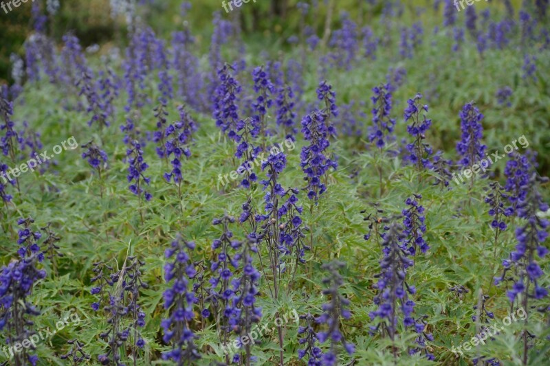 Flowers Nature Purple Plants Flower Field