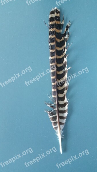 Blue Background Feather Stripes Nature Outdoors