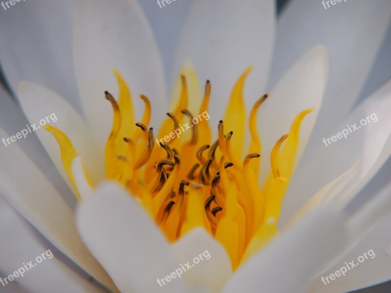 Water Lily White Stamens Aquatic Plant Nuphar Lutea