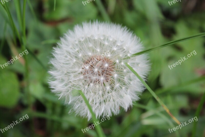 Dandelion Meadow Flower Nature Spring