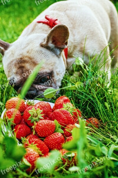 French Bulldog Strawberry Summer Greens Dog