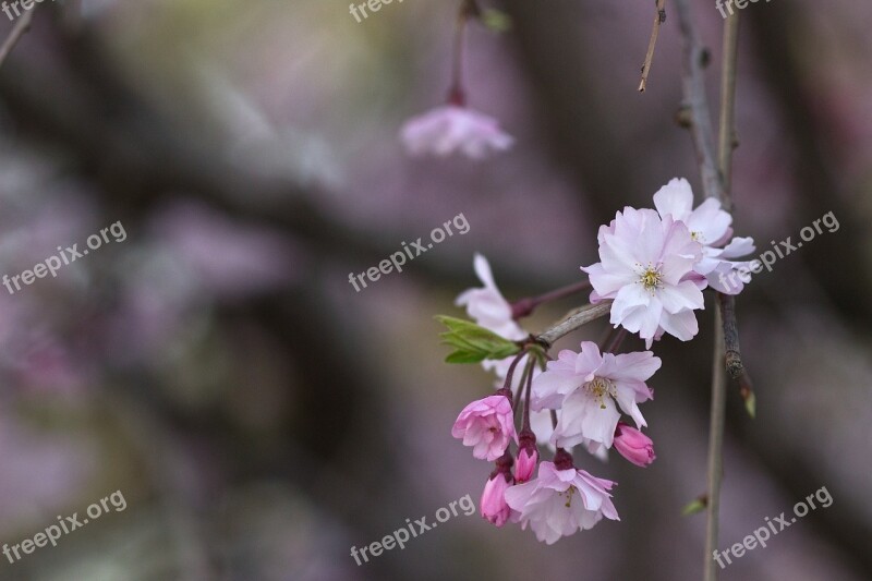 Cherry Blossom Sakura Japan Japanese Asian