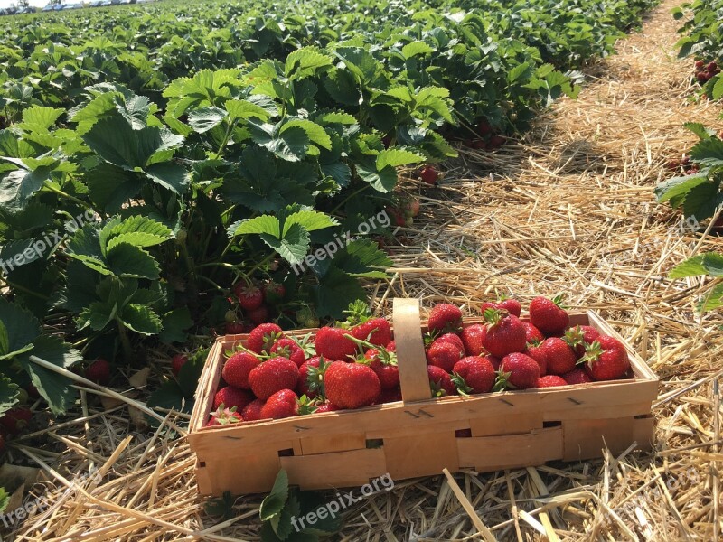 Strawberries Straw Berries Strawberry Plant Strawberry Patch