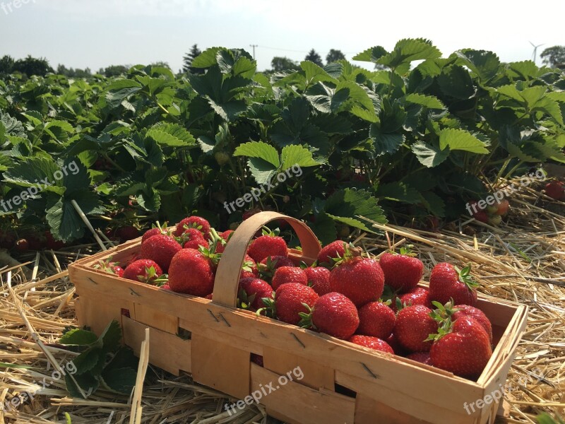 Strawberries Straw Berries Strawberry Plant Strawberry Patch