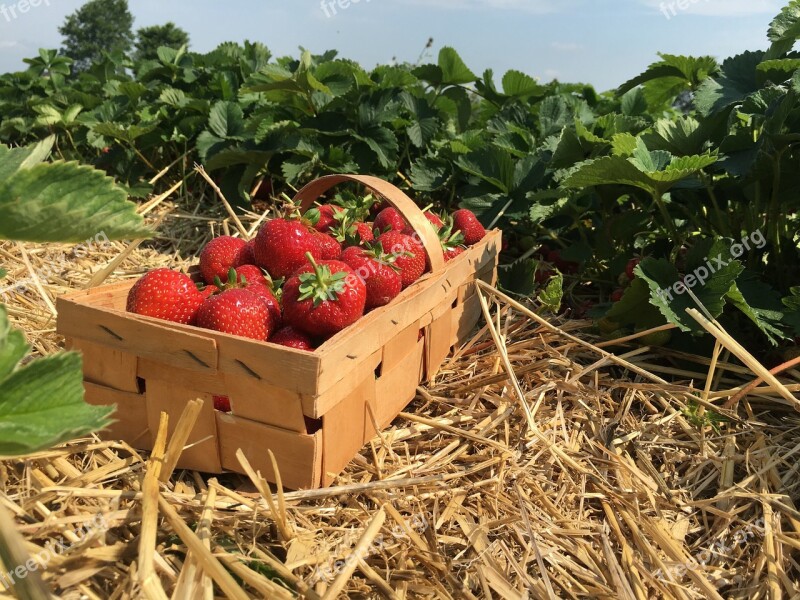 Strawberries Straw Berries Strawberry Plant Strawberry Patch