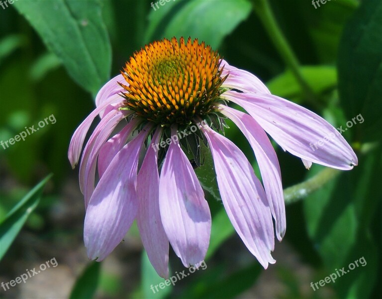 Echinacea Fully Open Echinacea Cone Flower Purple Flower